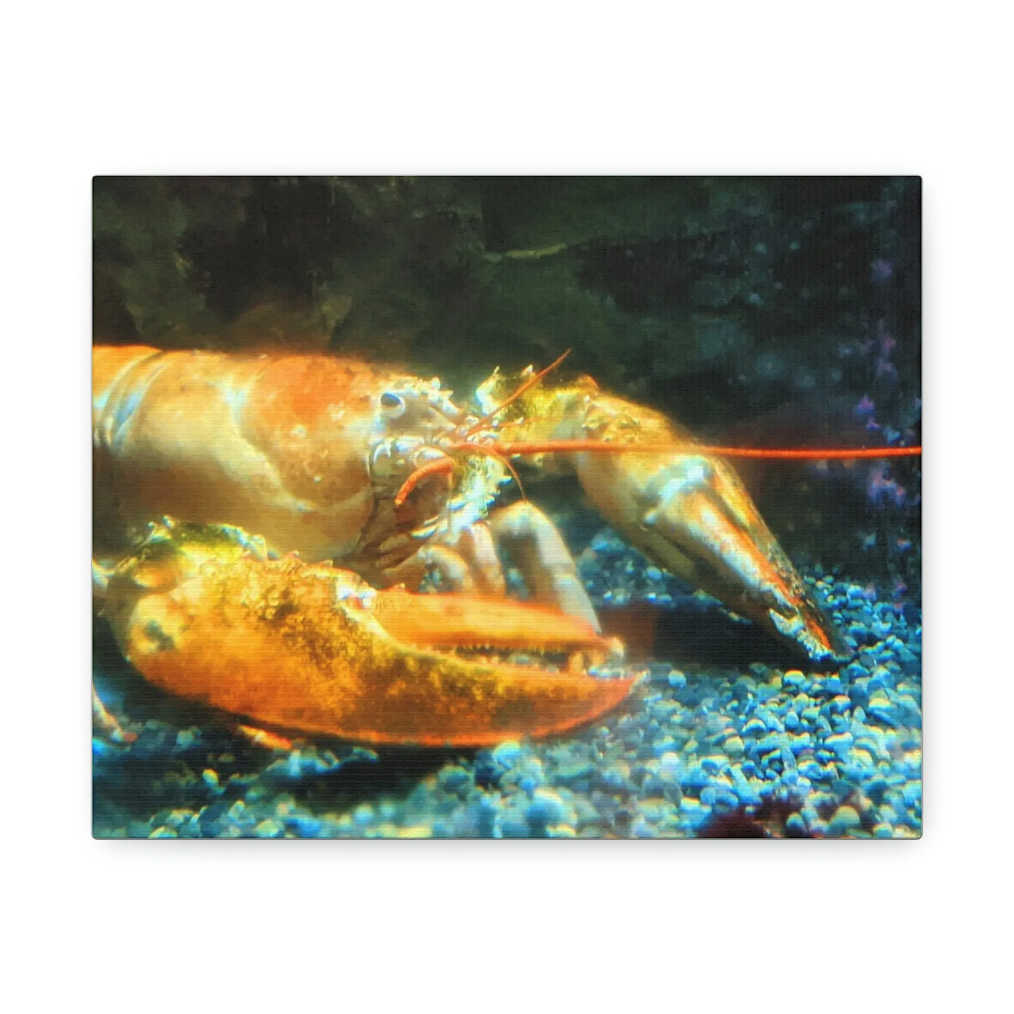 Lobster Stretched Canvas
