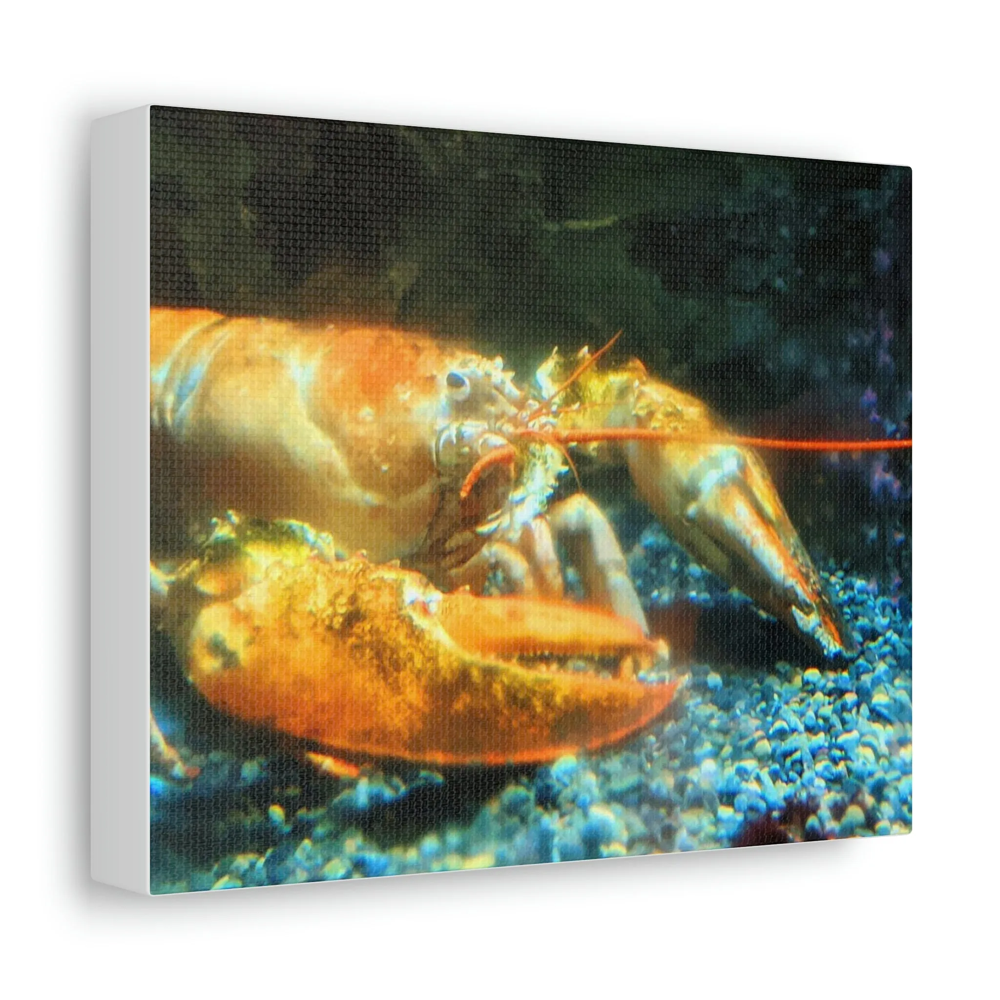 Lobster Stretched Canvas